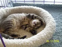 Opie, photo 1