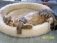 Opie, photo 2