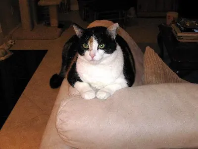 Missy, adopted from Cats For Life Houston