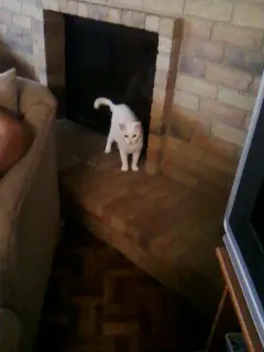 Sky, adopted from Cats For Life Houston