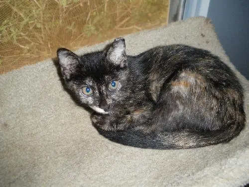 Emily, adopted from Cats For Life in Houston, Texas