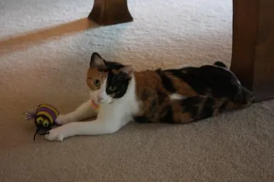 Misty, adopted from Cats For Life Houston