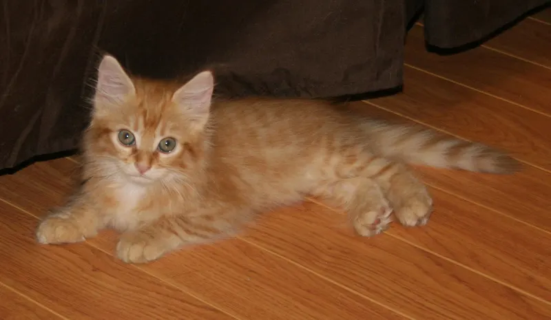 Bobbie, adopted from Cats For Life in Houston, Texas