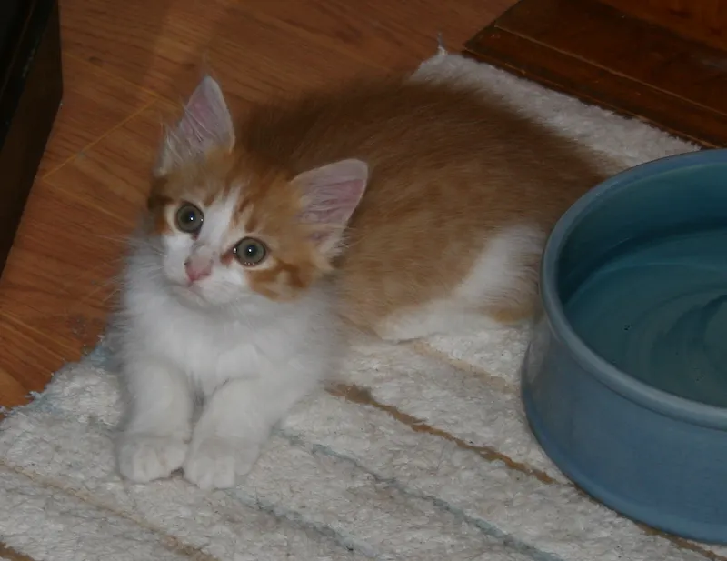 Lacey, adopted from Cats For Life in Houston, Texas