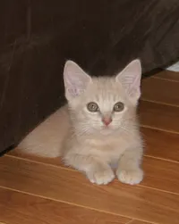 Peaches, photo 1