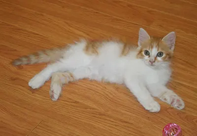 Sonny, adopted from Cats For Life Houston