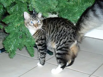 Paw Paw, adopted from Cats For Life Houston