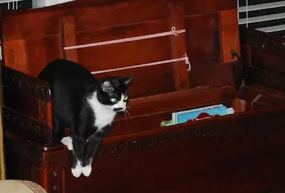 Shamaine, adopted from Cats For Life Houston