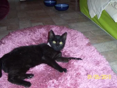 Snickerdoodle, adopted from Cats For Life Houston