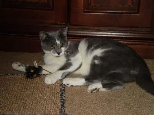 Buddy, adopted from Cats For Life in Houston, Texas