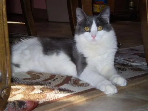 Crystal, adopted from Cats For Life in Houston, Texas