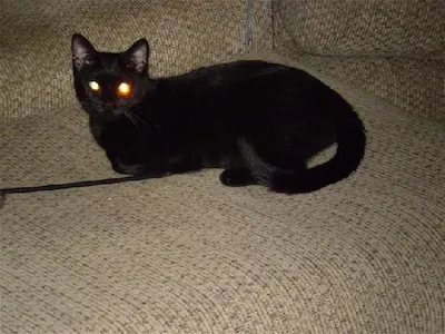 Bouncer, adopted from Cats For Life Houston