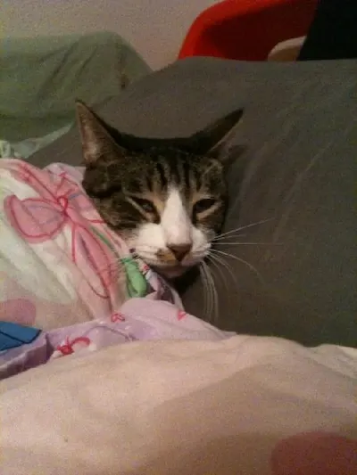 Sam, adopted from Cats For Life Houston