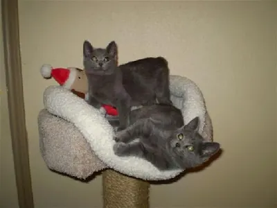 Mickey D & Mr. Lucky, adopted from Cats For Life Houston