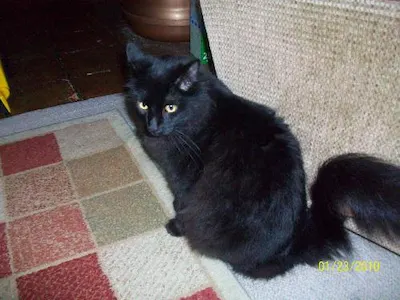Fred, adopted from Cats For Life Houston