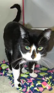 Sebastian, adopted from Cats For Life Houston