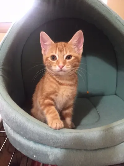 Sandy, adopted from Cats For Life Houston