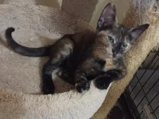 Candy, adopted from Cats For Life Houston