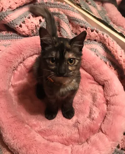 STELLA, adopted from Cats For Life Houston