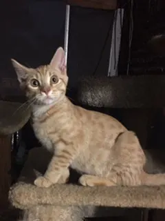 Carrot Top, adopted from Cats For Life Houston