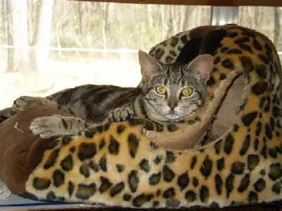 Winnie the Pooh, adopted from Cats For Life Houston