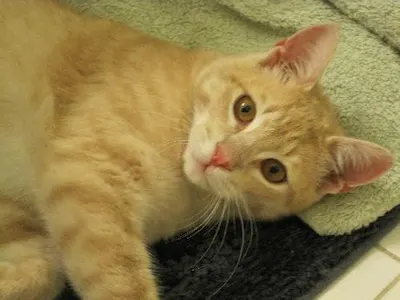 Alfie, adopted from Cats For Life Houston