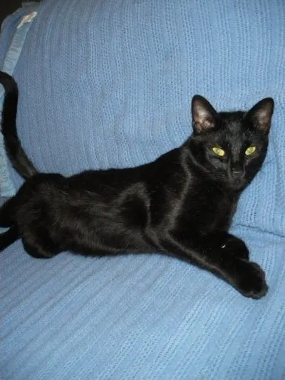 Jackson, adopted from Cats For Life Houston