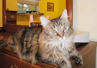 Missy, photo 1