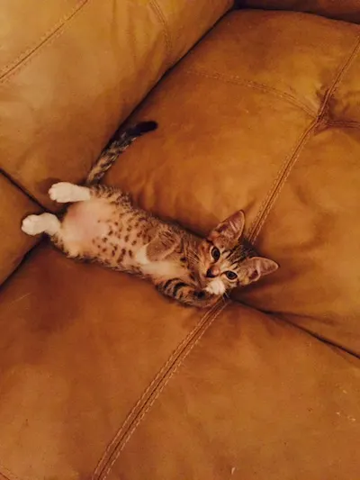 WENDY, adopted from Cats For Life Houston