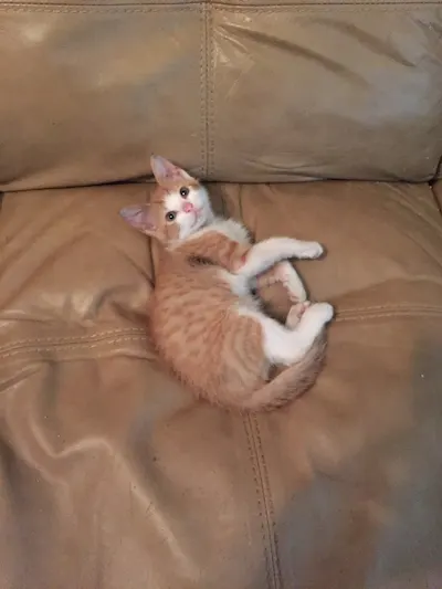 Harvey, adopted from Cats For Life Houston