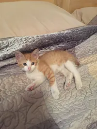 Harvey, photo 4