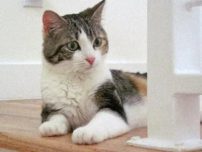 Kaitlyn, adopted from Cats For Life Houston