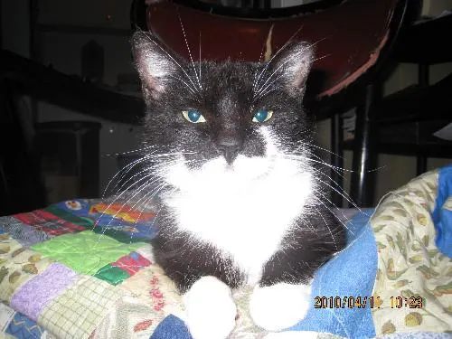 Lana, adopted from Cats For Life in Houston, Texas