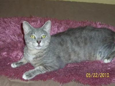 Mr. Cutie Patootie, adopted from Cats For Life Houston