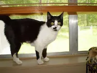 Tinkerbelle, photo 1