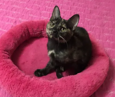 Millie, adopted from Cats For Life Houston