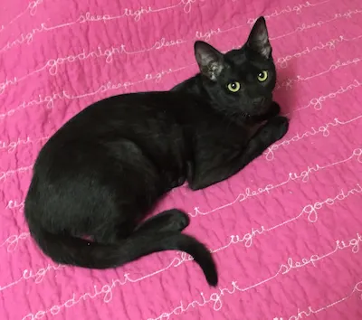 Jellybean, adopted from Cats For Life Houston