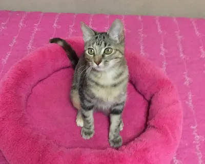 Carrie, adopted from Cats For Life Houston