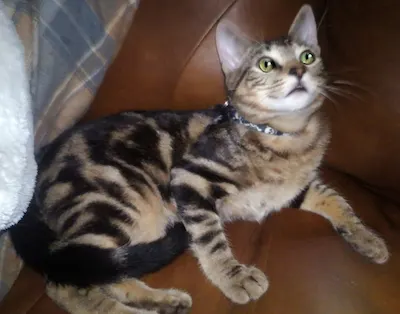 Ozzy, adopted from Cats For Life Houston