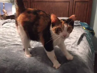Coralina, adopted from Cats For Life in Houston, Texas