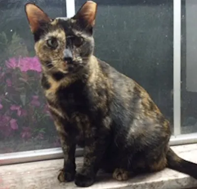 Becca, adopted from Cats For Life Houston