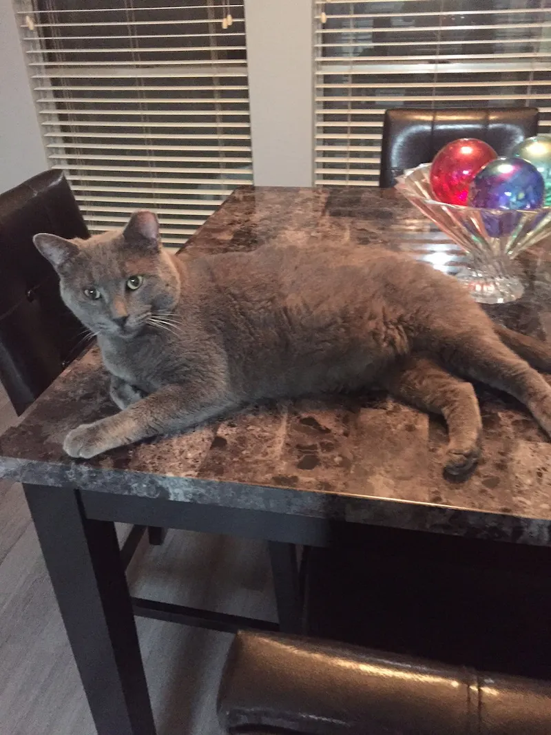 Baby Blue, adopted from Cats For Life in Houston, Texas