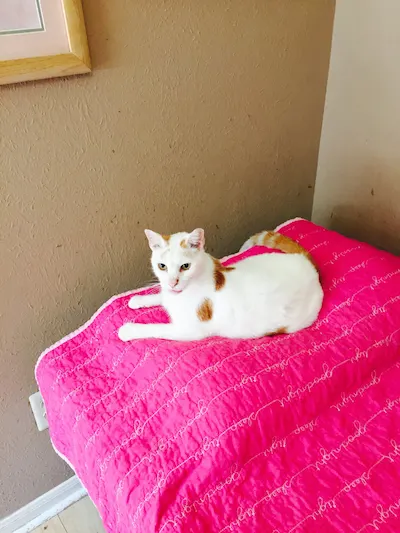 Precious, adopted from Cats For Life Houston