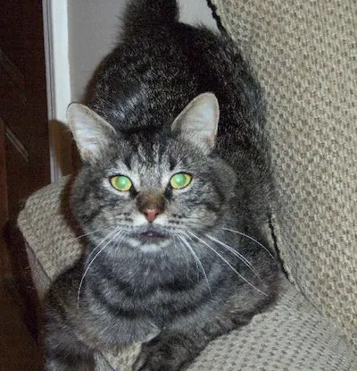 Commander, adopted from Cats For Life Houston