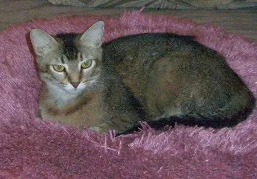 Juanita, adopted from Cats For Life in Houston, Texas