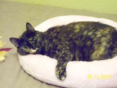 Hershey, adopted from Cats For Life Houston