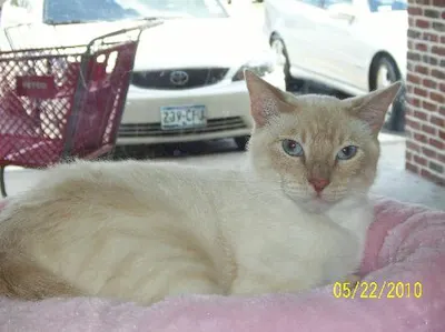 Socks, adopted from Cats For Life Houston