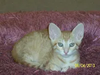 Jack, photo 1