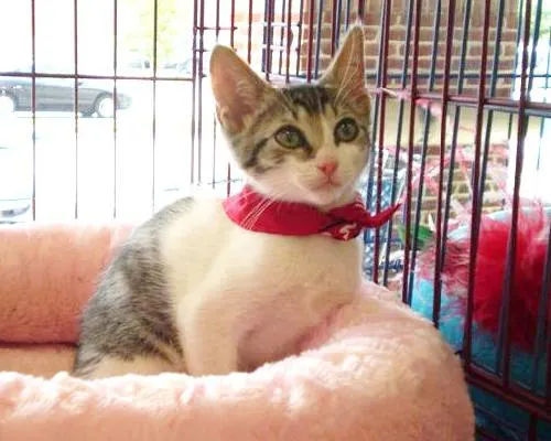 Jesse, adopted from Cats For Life in Houston, Texas