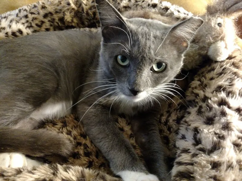 Phoenix, a rescued cat resting safely in foster care at Cats For Life Houston